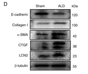 Donkey Anti-Goat IgG antibody (HRP). GTX232040-01