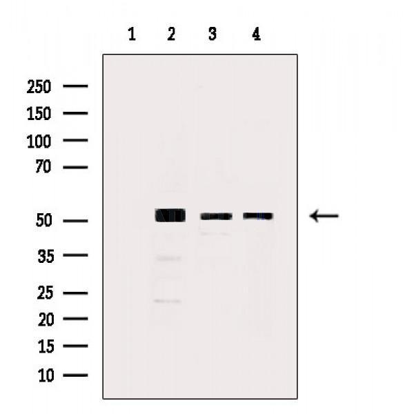 Donkey Anti-Goat IgG antibody (HRP). GTX232040-01
