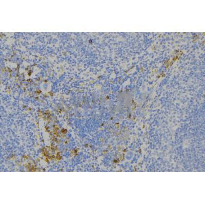 Donkey Anti-Goat IgG antibody (HRP). GTX232040-01