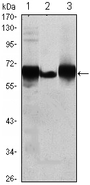 Donkey Anti-Goat IgG antibody (HRP). GTX232040-01