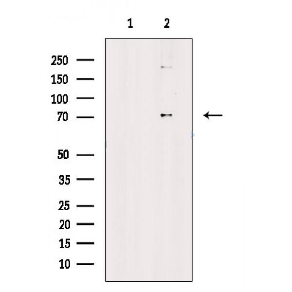 Donkey Anti-Goat IgG antibody (HRP). GTX232040-01