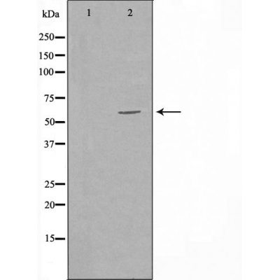 Donkey Anti-Goat IgG antibody (HRP). GTX232040-01