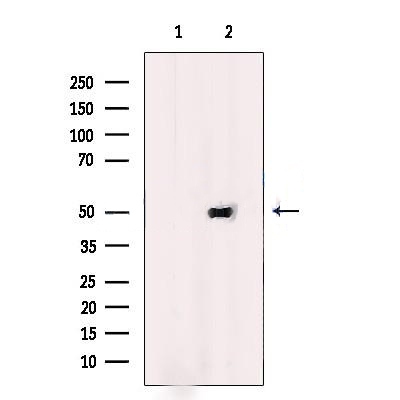 Donkey Anti-Goat IgG antibody (HRP). GTX232040-01