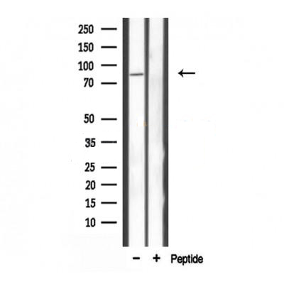 Donkey Anti-Goat IgG antibody (HRP). GTX232040-01