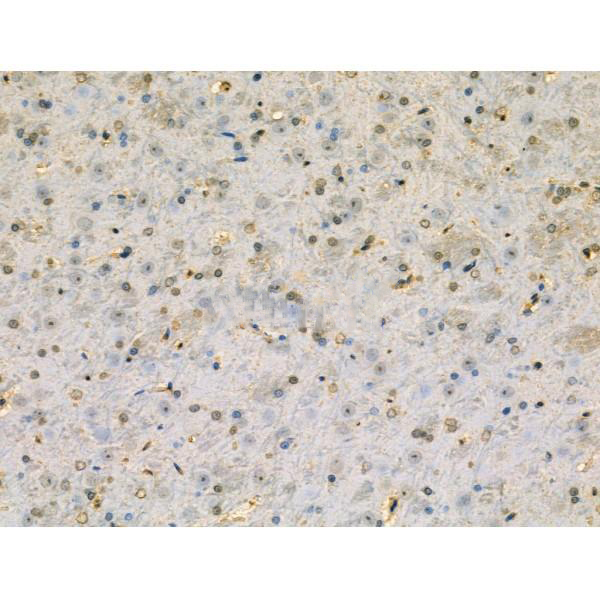 Donkey Anti-Goat IgG antibody (HRP). GTX232040-01