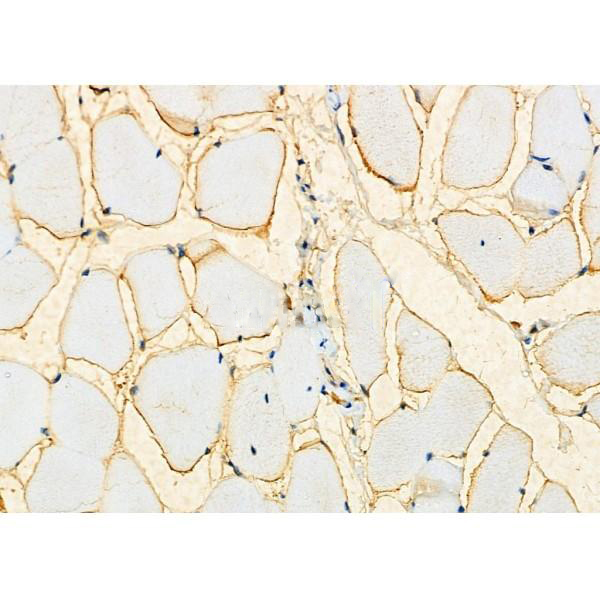 Donkey Anti-Goat IgG antibody (HRP). GTX232040-01