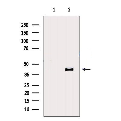 Donkey Anti-Goat IgG antibody (HRP). GTX232040-01