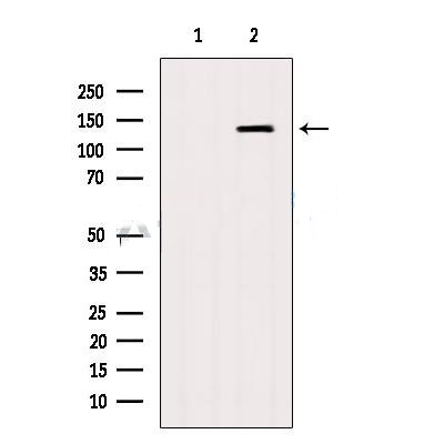 Donkey Anti-Goat IgG antibody (HRP). GTX232040-01