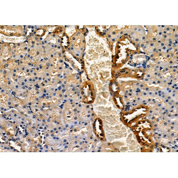 Donkey Anti-Goat IgG antibody (HRP). GTX232040-01