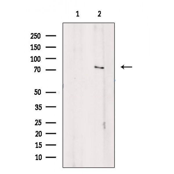 Donkey Anti-Goat IgG antibody (HRP). GTX232040-01