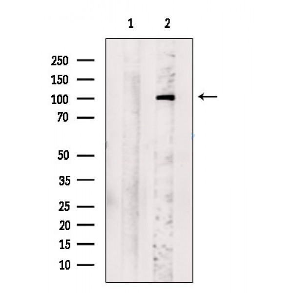 Donkey Anti-Goat IgG antibody (HRP). GTX232040-01