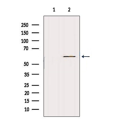 Donkey Anti-Goat IgG antibody (HRP). GTX232040-01