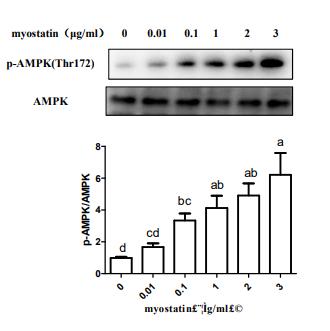 Donkey Anti-Goat IgG antibody (HRP). GTX232040-01