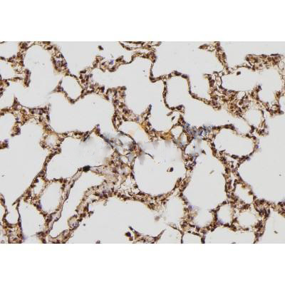 Donkey Anti-Goat IgG antibody (HRP). GTX232040-01