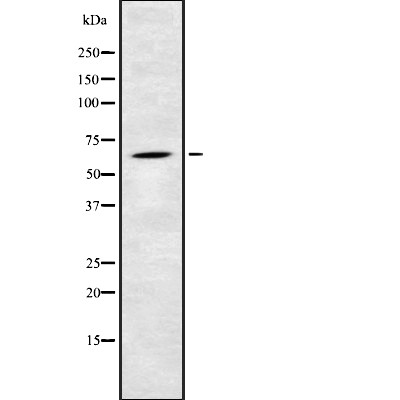 Donkey Anti-Goat IgG antibody (HRP). GTX232040-01