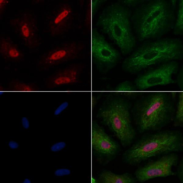 Donkey Anti-Goat IgG antibody (HRP). GTX232040-01