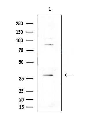 Donkey Anti-Goat IgG antibody (HRP). GTX232040-01