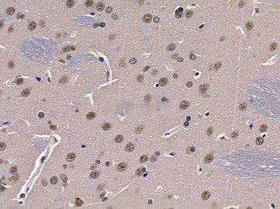 Donkey Anti-Goat IgG antibody (HRP). GTX232040-01