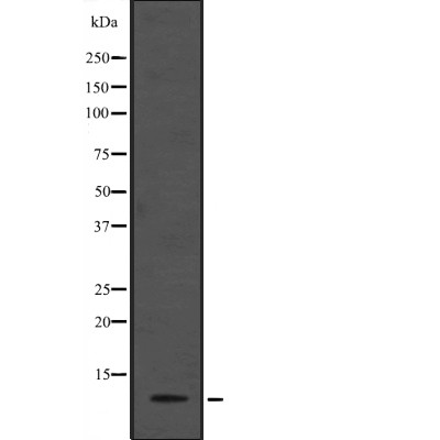 Donkey Anti-Goat IgG antibody (HRP). GTX232040-01