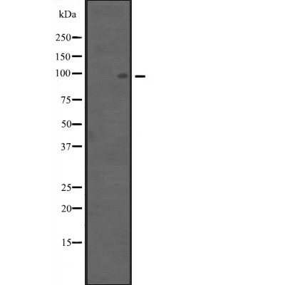 Donkey Anti-Goat IgG antibody (HRP). GTX232040-01