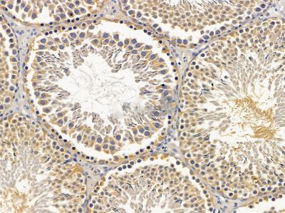 Donkey Anti-Goat IgG antibody (HRP). GTX232040-01