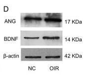 Donkey Anti-Goat IgG antibody (HRP). GTX232040-01