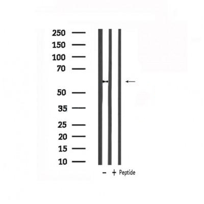 Donkey Anti-Goat IgG antibody (HRP). GTX232040-01