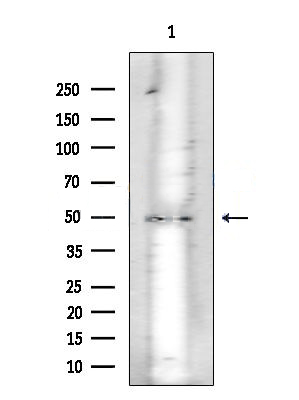 Donkey Anti-Goat IgG antibody (HRP). GTX232040-01