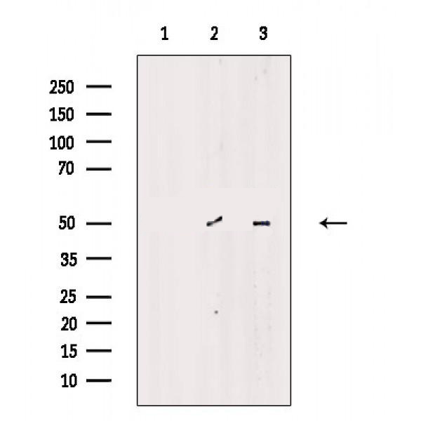 Donkey Anti-Goat IgG antibody (HRP). GTX232040-01