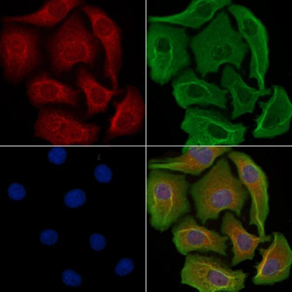 Donkey Anti-Goat IgG antibody (HRP). GTX232040-01