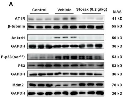 Donkey Anti-Goat IgG antibody (HRP). GTX232040-01