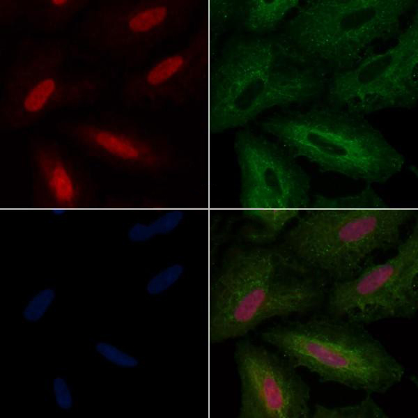 Donkey Anti-Goat IgG antibody (HRP). GTX232040-01
