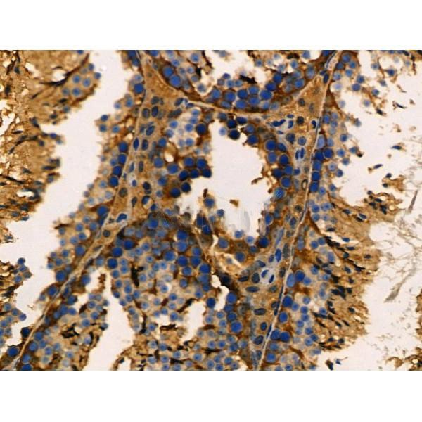 Donkey Anti-Goat IgG antibody (HRP). GTX232040-01