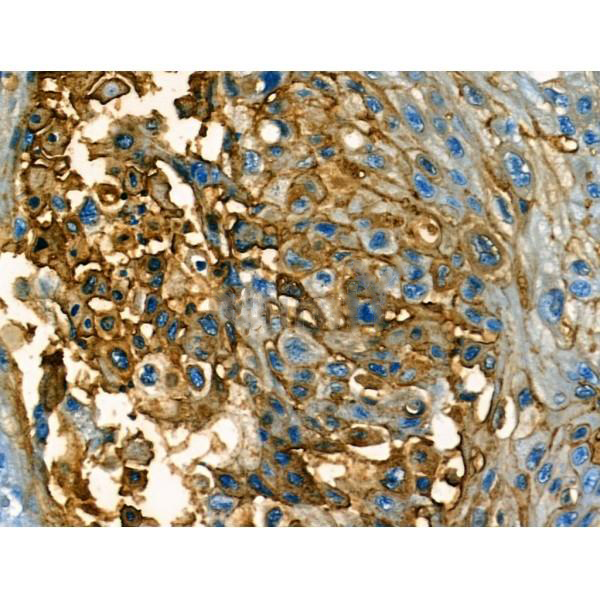 Donkey Anti-Goat IgG antibody (HRP). GTX232040-01