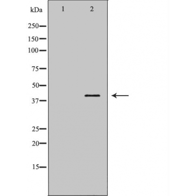 Donkey Anti-Goat IgG antibody (HRP). GTX232040-01
