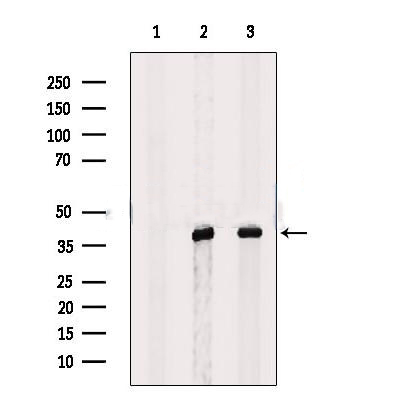 Donkey Anti-Goat IgG antibody (HRP). GTX232040-01