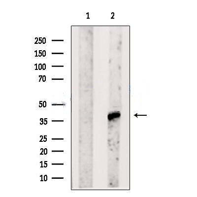 Donkey Anti-Goat IgG antibody (HRP). GTX232040-01