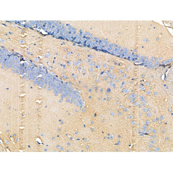 Donkey Anti-Goat IgG antibody (HRP). GTX232040-01