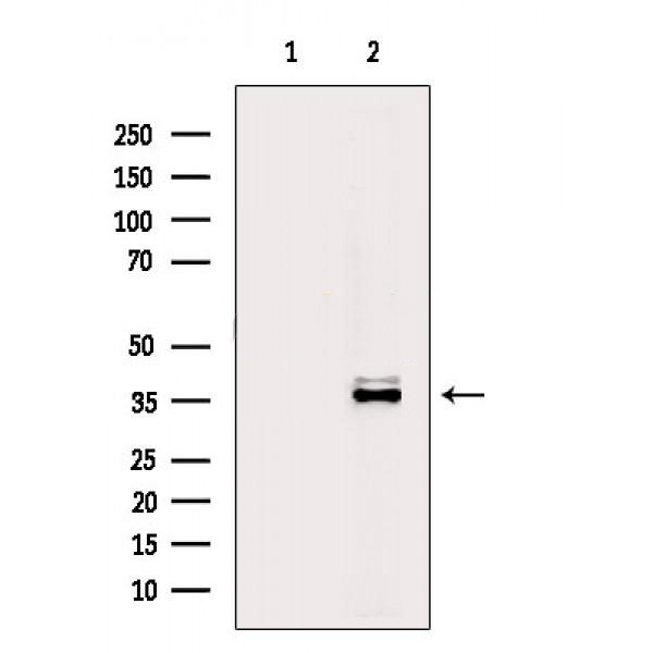 Donkey Anti-Goat IgG antibody (HRP). GTX232040-01