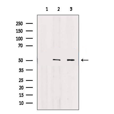 Donkey Anti-Goat IgG antibody (HRP). GTX232040-01