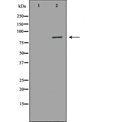 Donkey Anti-Goat IgG antibody (HRP). GTX232040-01