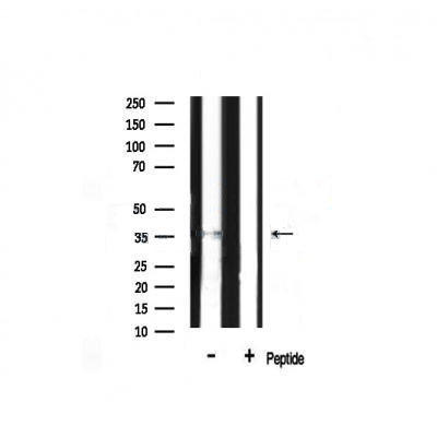 Donkey Anti-Goat IgG antibody (HRP). GTX232040-01