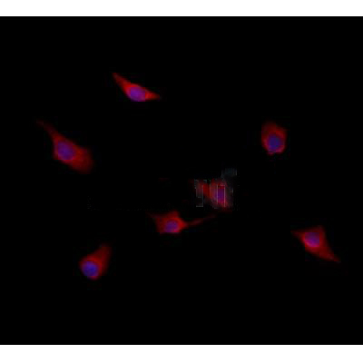 Donkey Anti-Goat IgG antibody (HRP). GTX232040-01