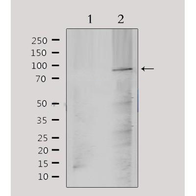 Donkey Anti-Goat IgG antibody (HRP). GTX232040-01