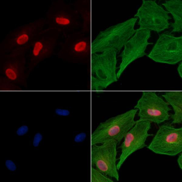 Donkey Anti-Goat IgG antibody (HRP). GTX232040-01