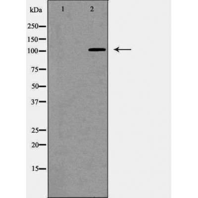 Donkey Anti-Goat IgG antibody (HRP). GTX232040-01