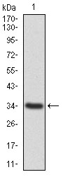 Donkey Anti-Goat IgG antibody (HRP). GTX232040-01