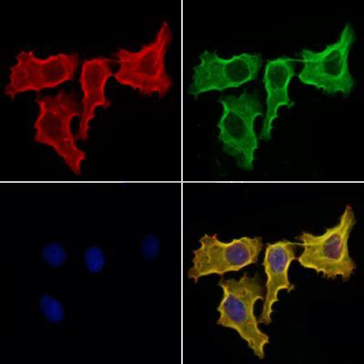 Donkey Anti-Goat IgG antibody (HRP). GTX232040-01