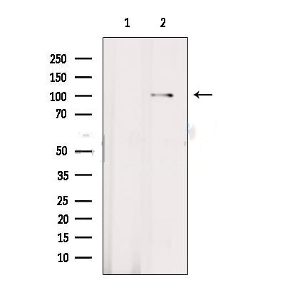 Donkey Anti-Goat IgG antibody (HRP). GTX232040-01