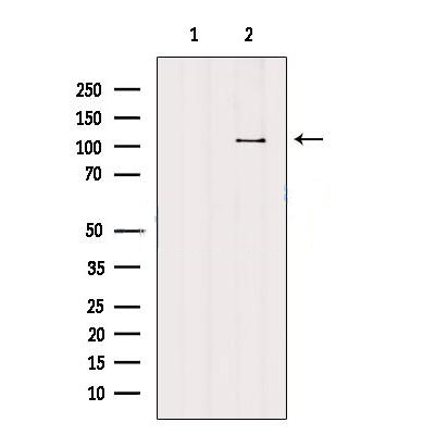Donkey Anti-Goat IgG antibody (HRP). GTX232040-01